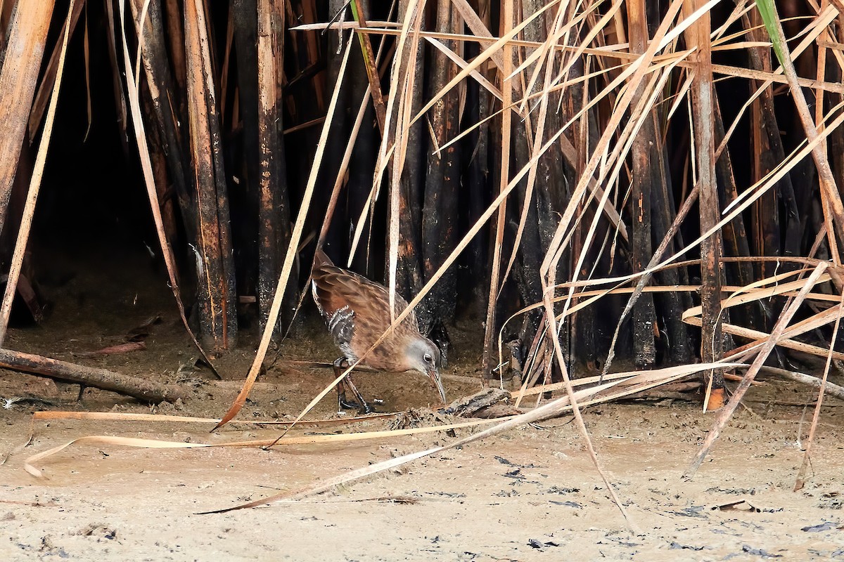 Virginia Rail - ML641055073