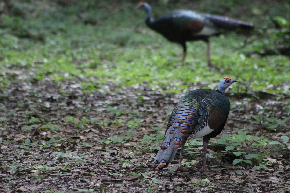 Ocellated Turkey - ML641055077