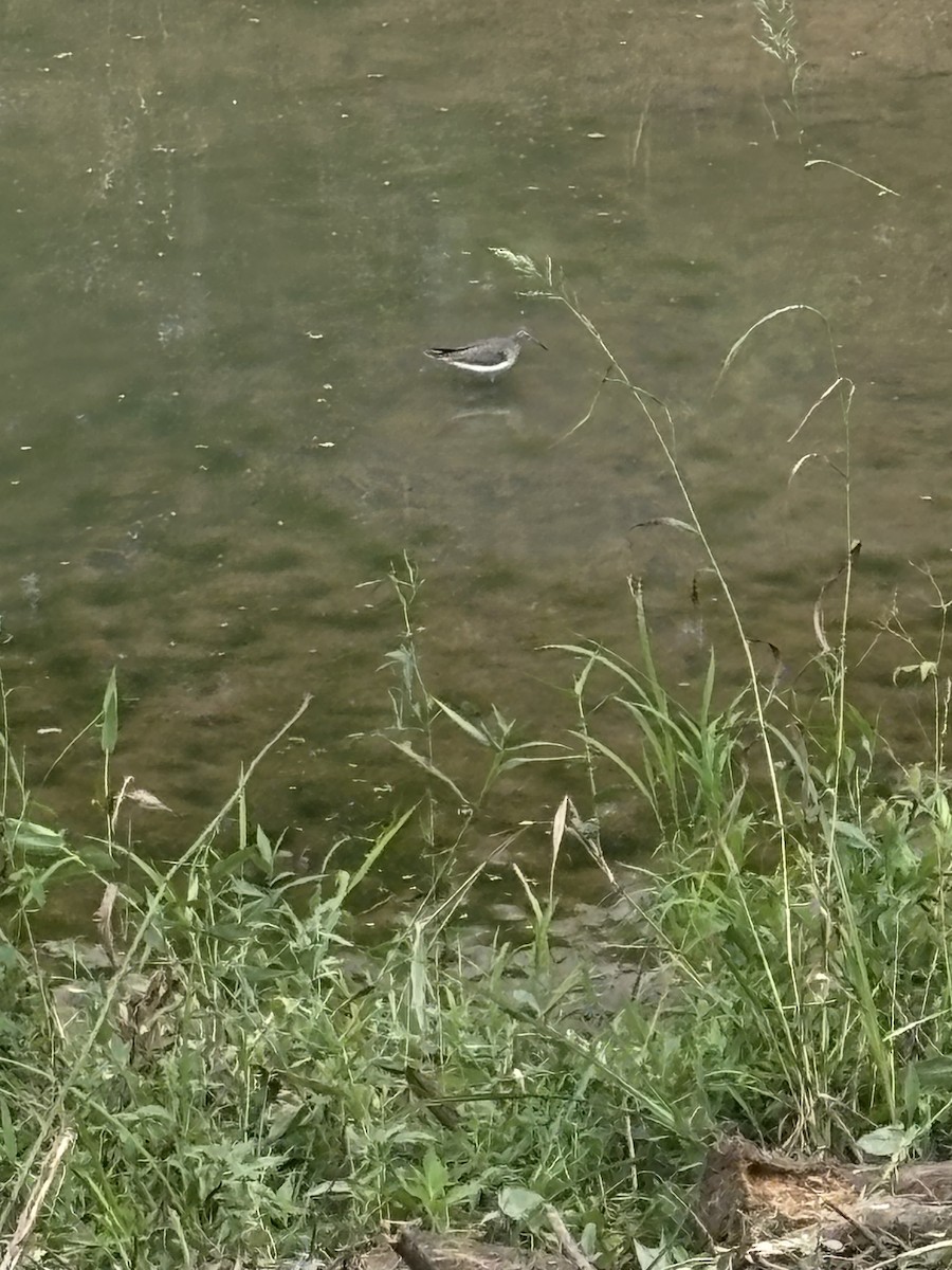 Solitary Sandpiper - ML641055079