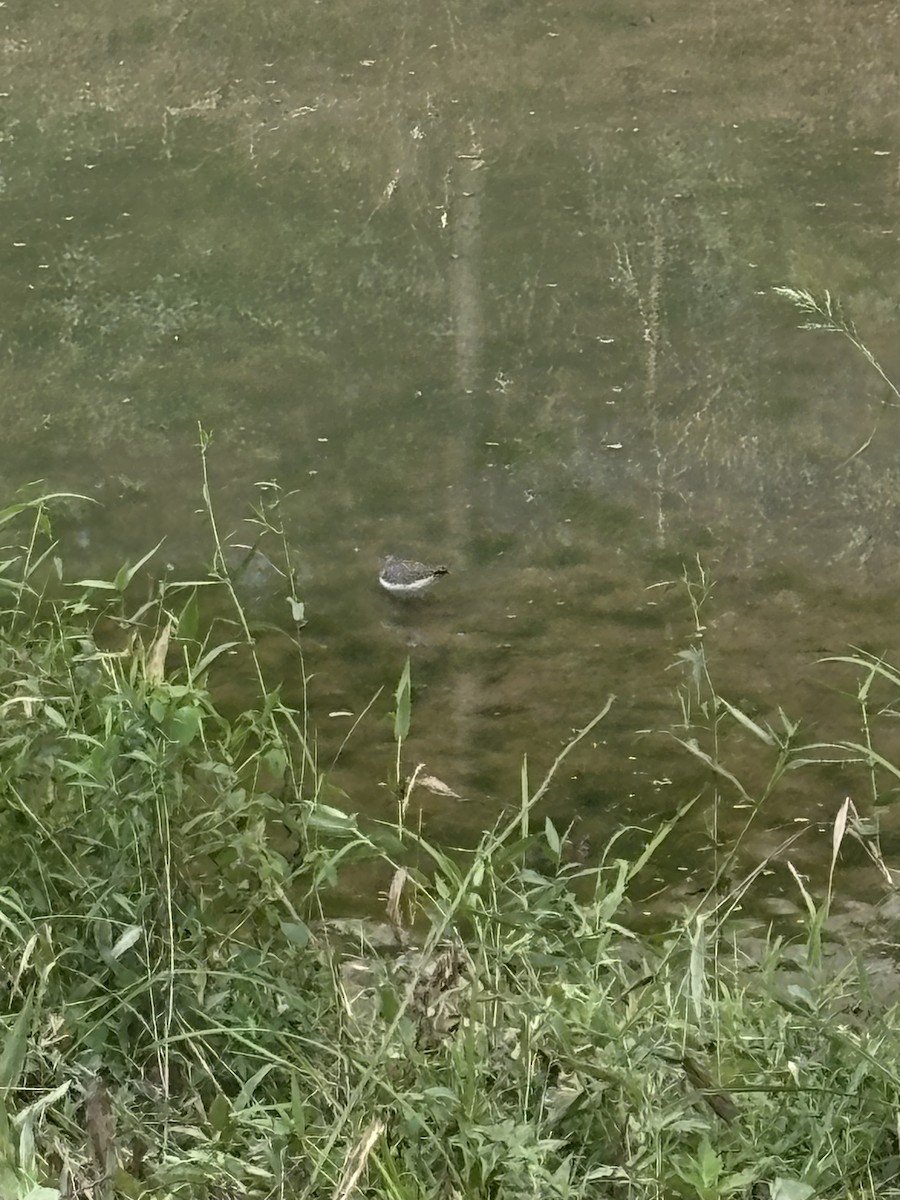 Solitary Sandpiper - ML641055080