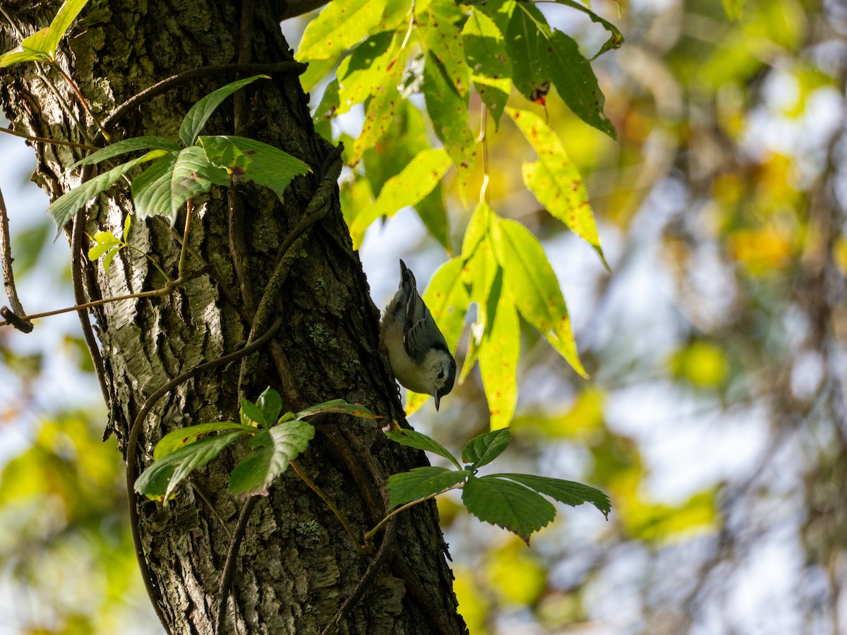 White-breasted Nuthatch (Eastern) - ML641055086