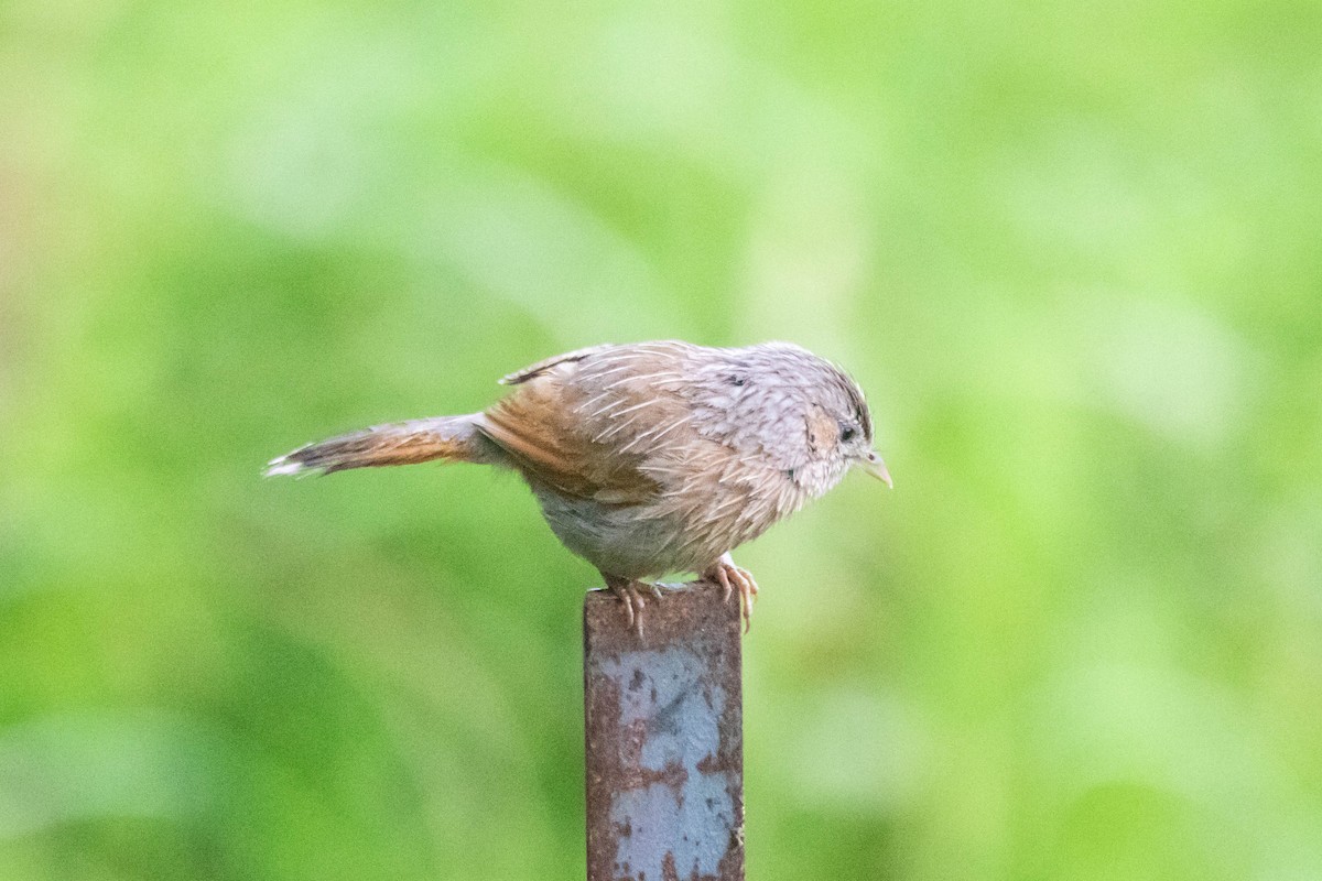Streaked Laughingthrush - ML641055089