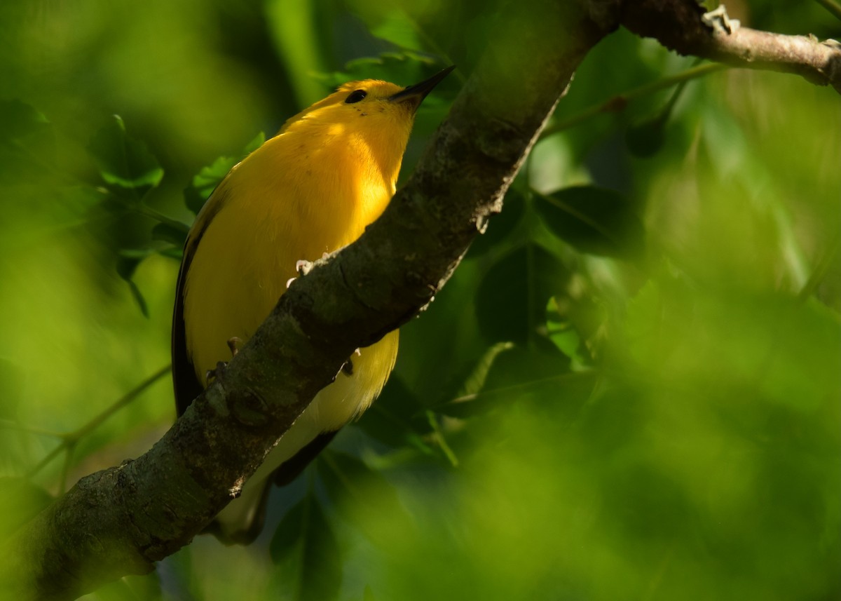 Prothonotary Warbler - ML641055113