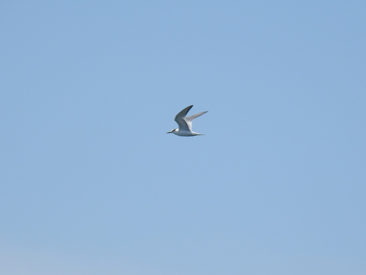 Common Tern (hirundo/tibetana) - ML641055128