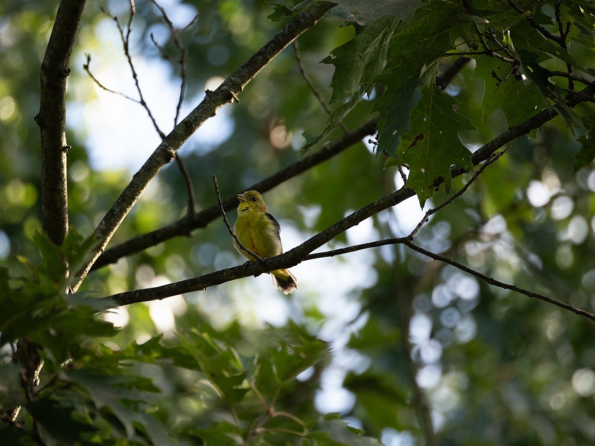 Scarlet Tanager - ML641055131