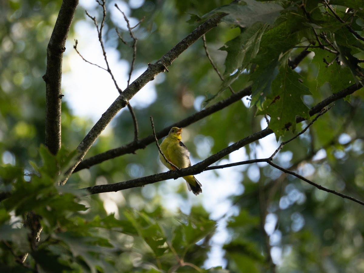 Scarlet Tanager - ML641055132