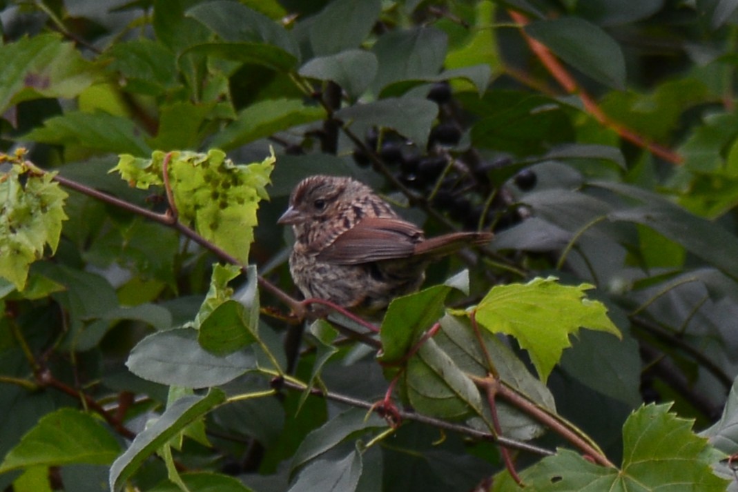Song Sparrow - ML641055135