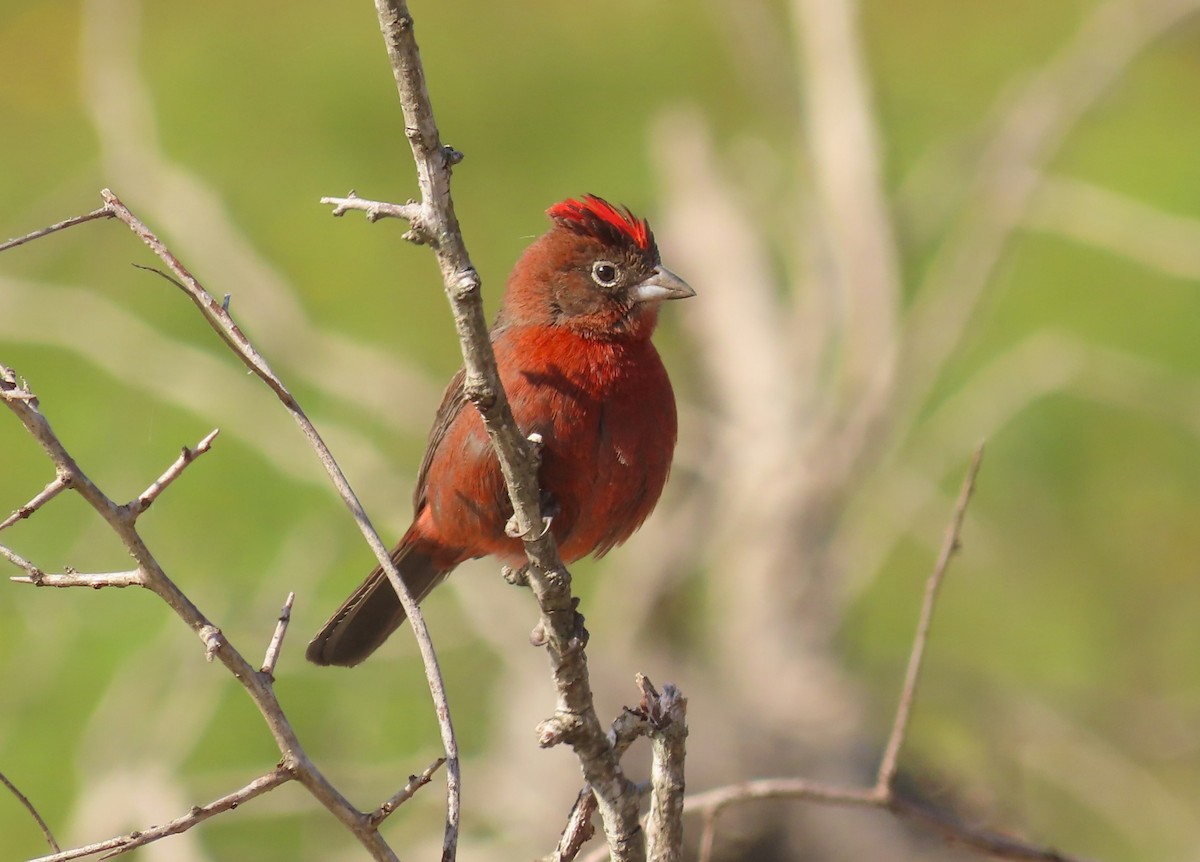 Red-crested Finch - ML641055158