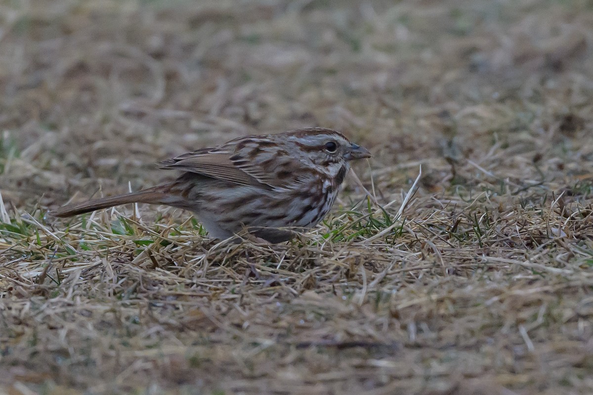 Song Sparrow - ML641055169
