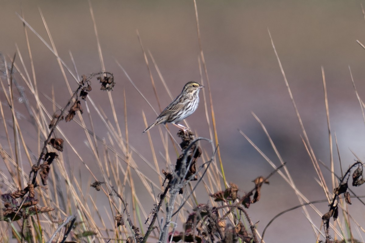 Savannah Sparrow - ML641055179