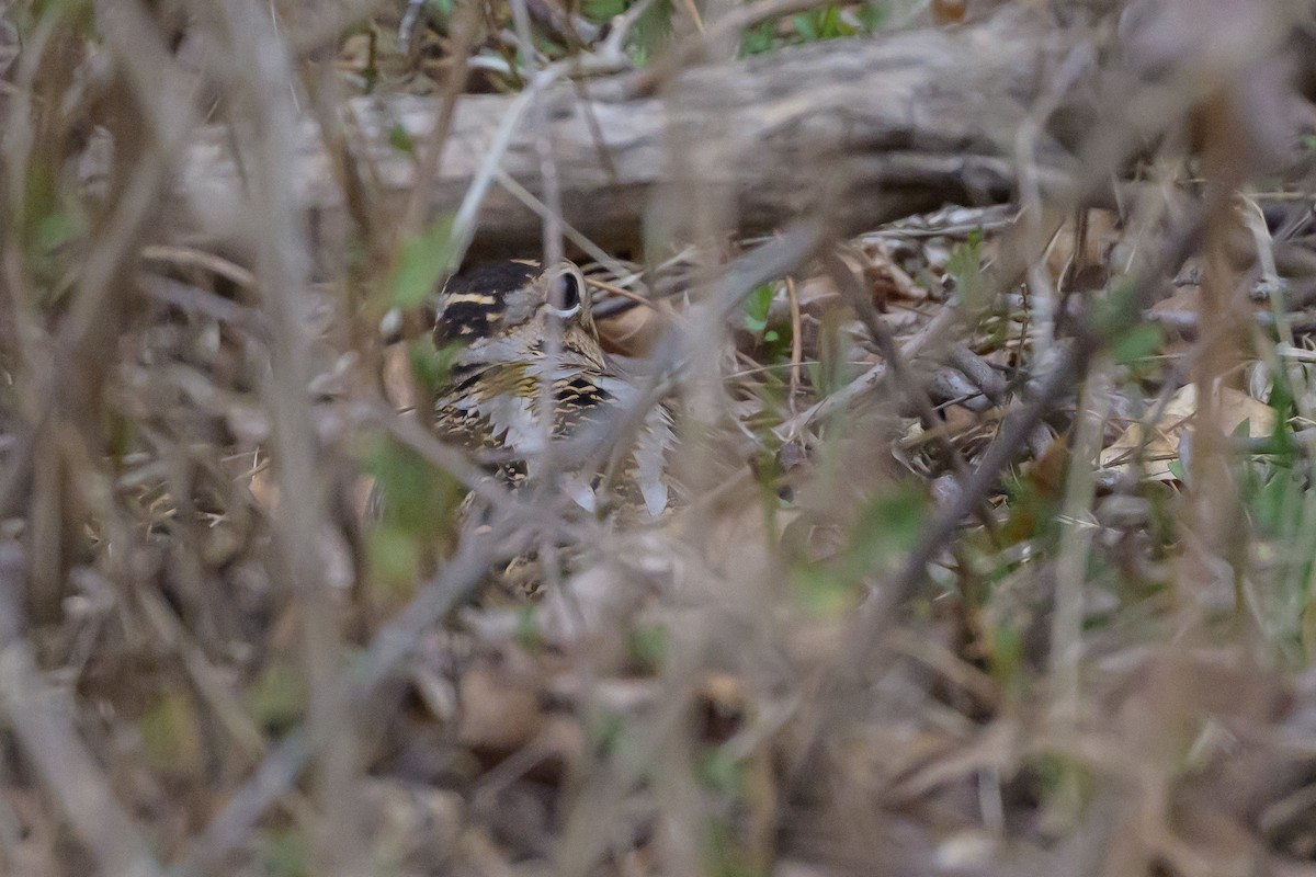 American Woodcock - ML641055180