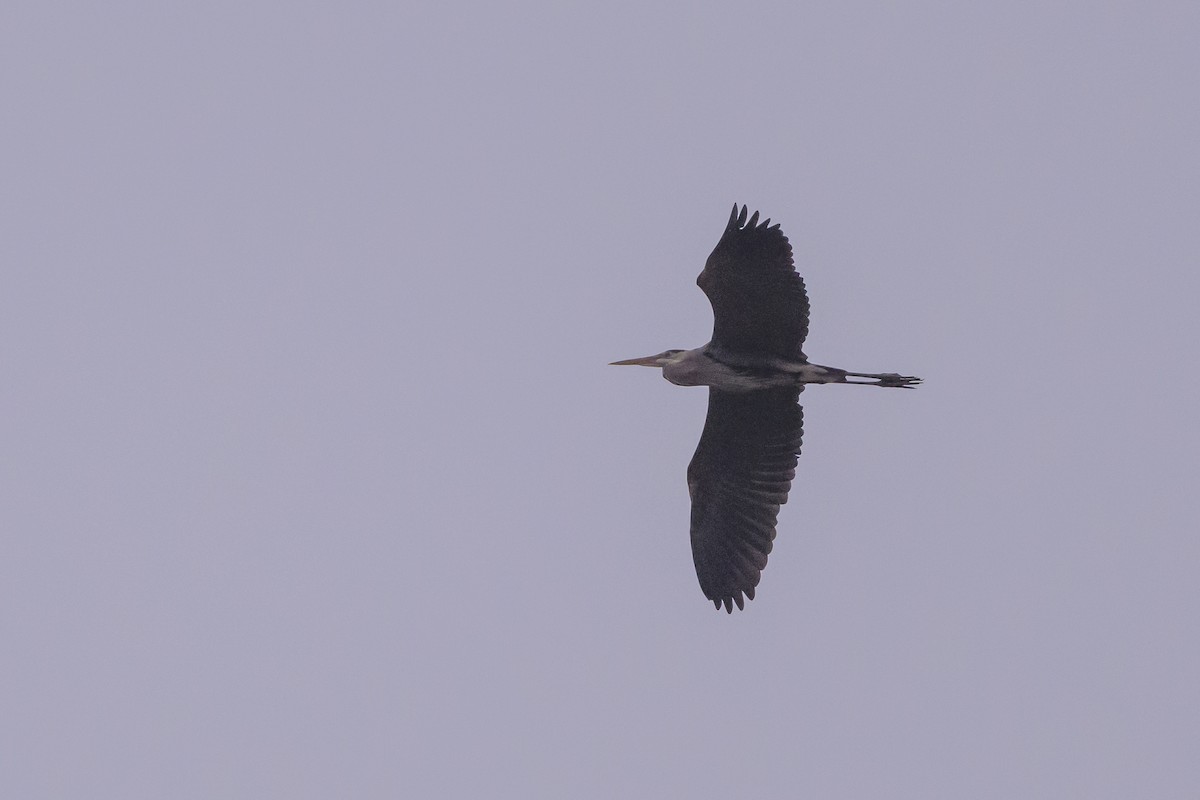 Great Blue Heron - ML641055182