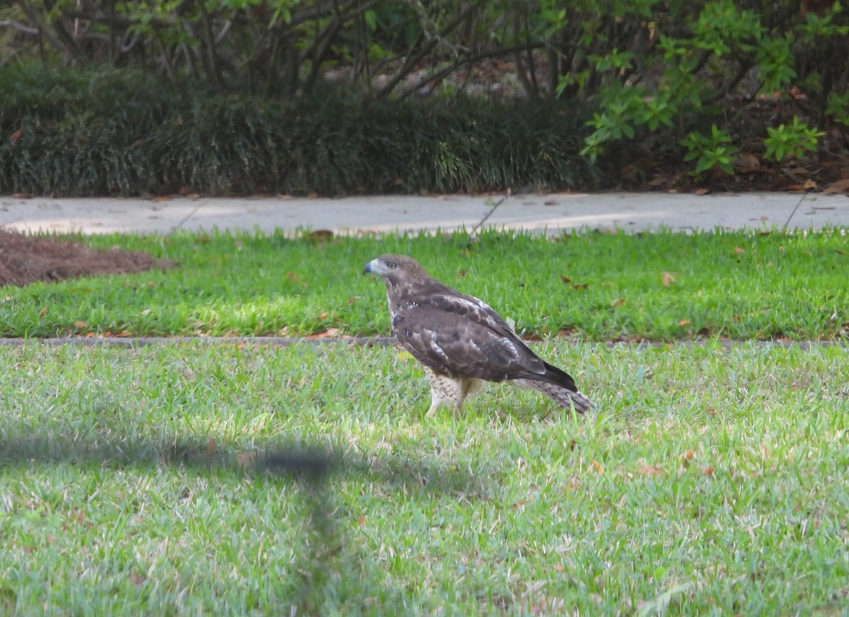 Red-tailed Hawk - ML641055218