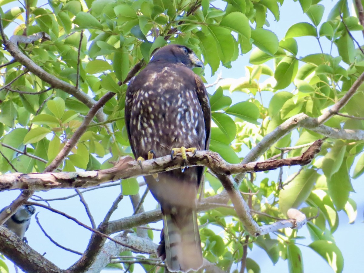 Short-tailed Hawk - ML641055232