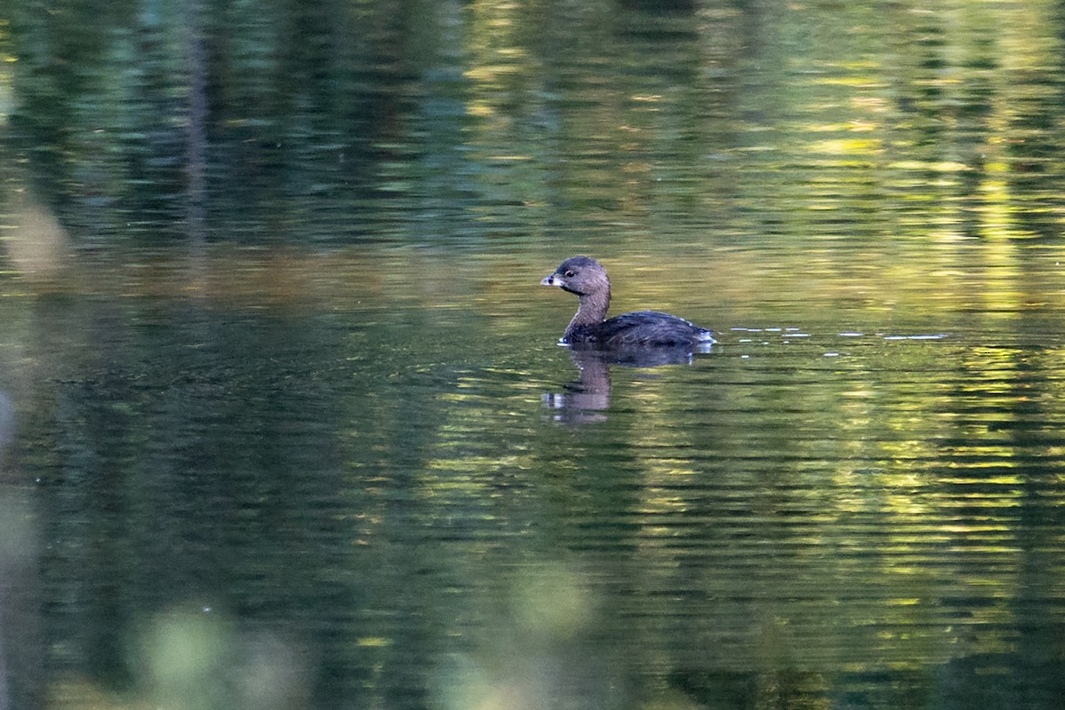 Pied-billed Grebe - ML641055238