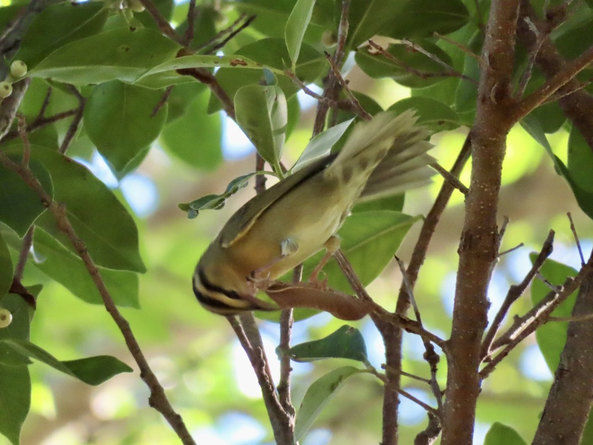 Worm-eating Warbler - ML641055255