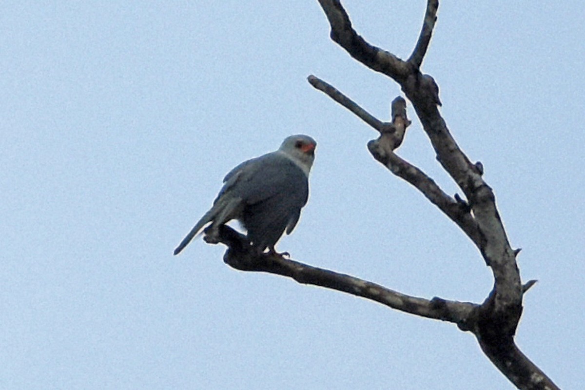 Gray-headed Goshawk - ML641055279