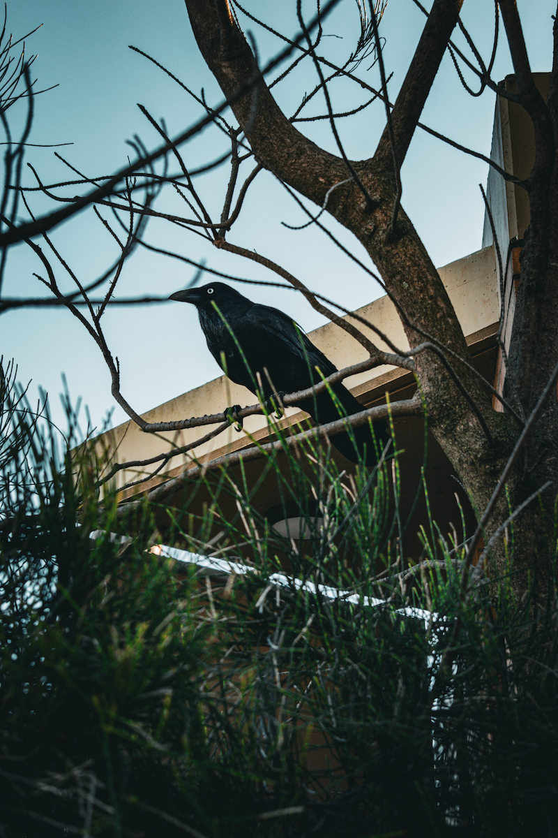crow/raven sp. - ML641055293