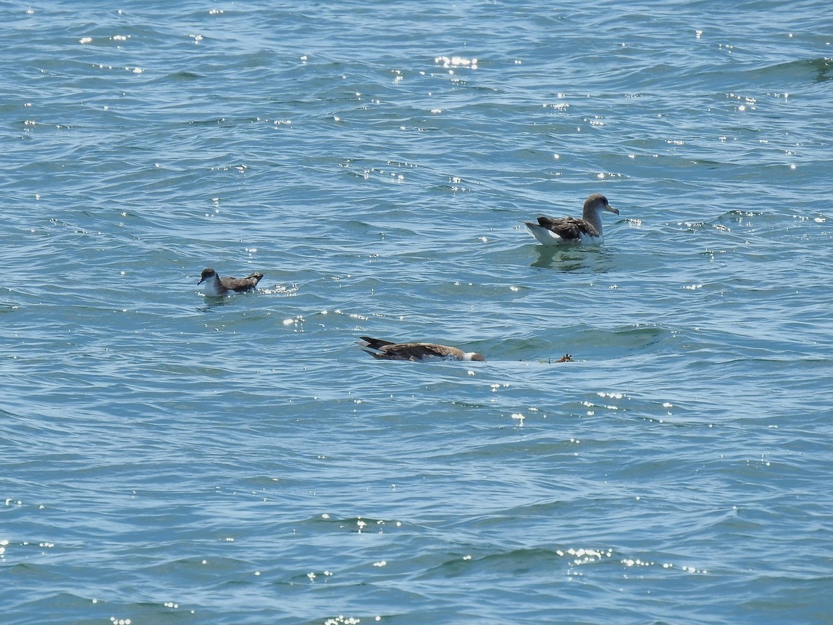 Manx Shearwater - ML641055372