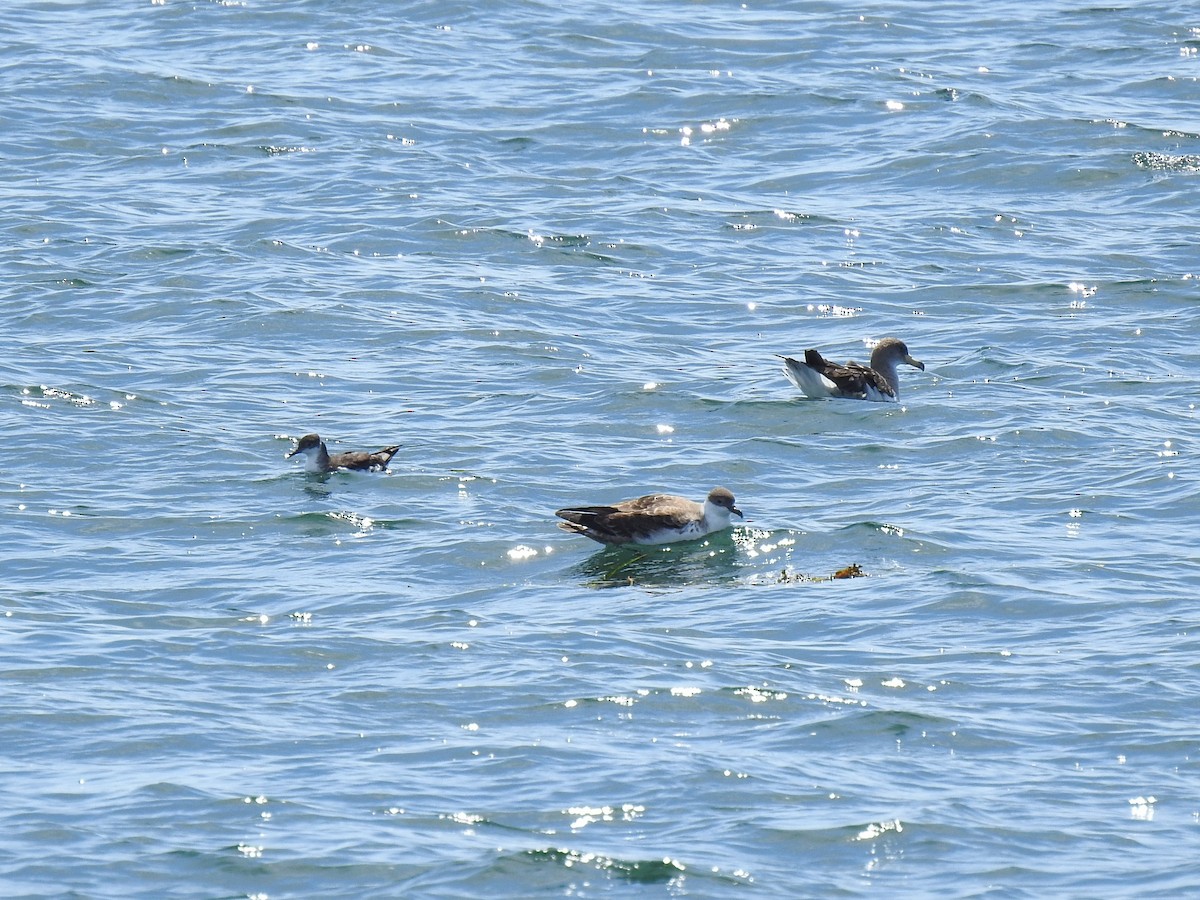 Manx Shearwater - ML641055373