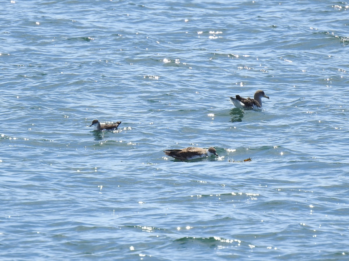 Manx Shearwater - ML641055374