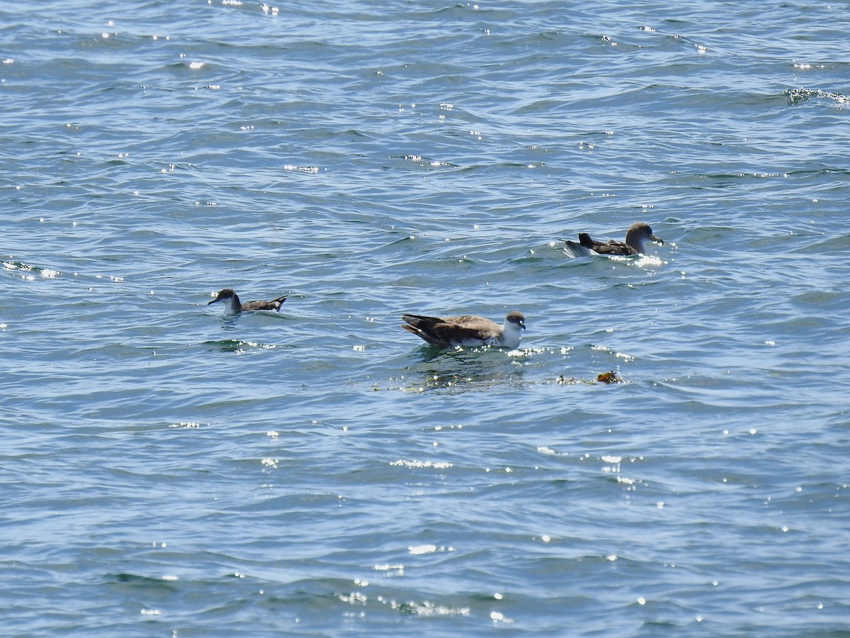 Manx Shearwater - ML641055377