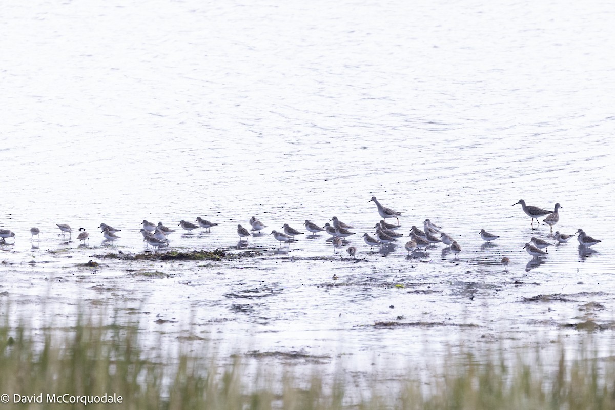 Semipalmated Sandpiper - ML641055412