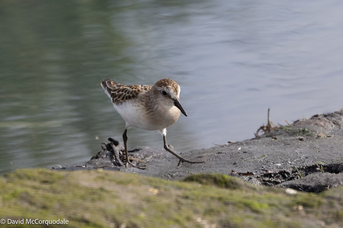 Semipalmated Sandpiper - ML641055419