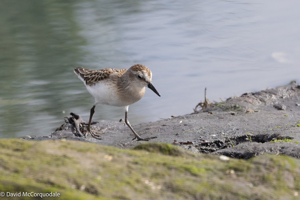 Semipalmated Sandpiper - ML641055420