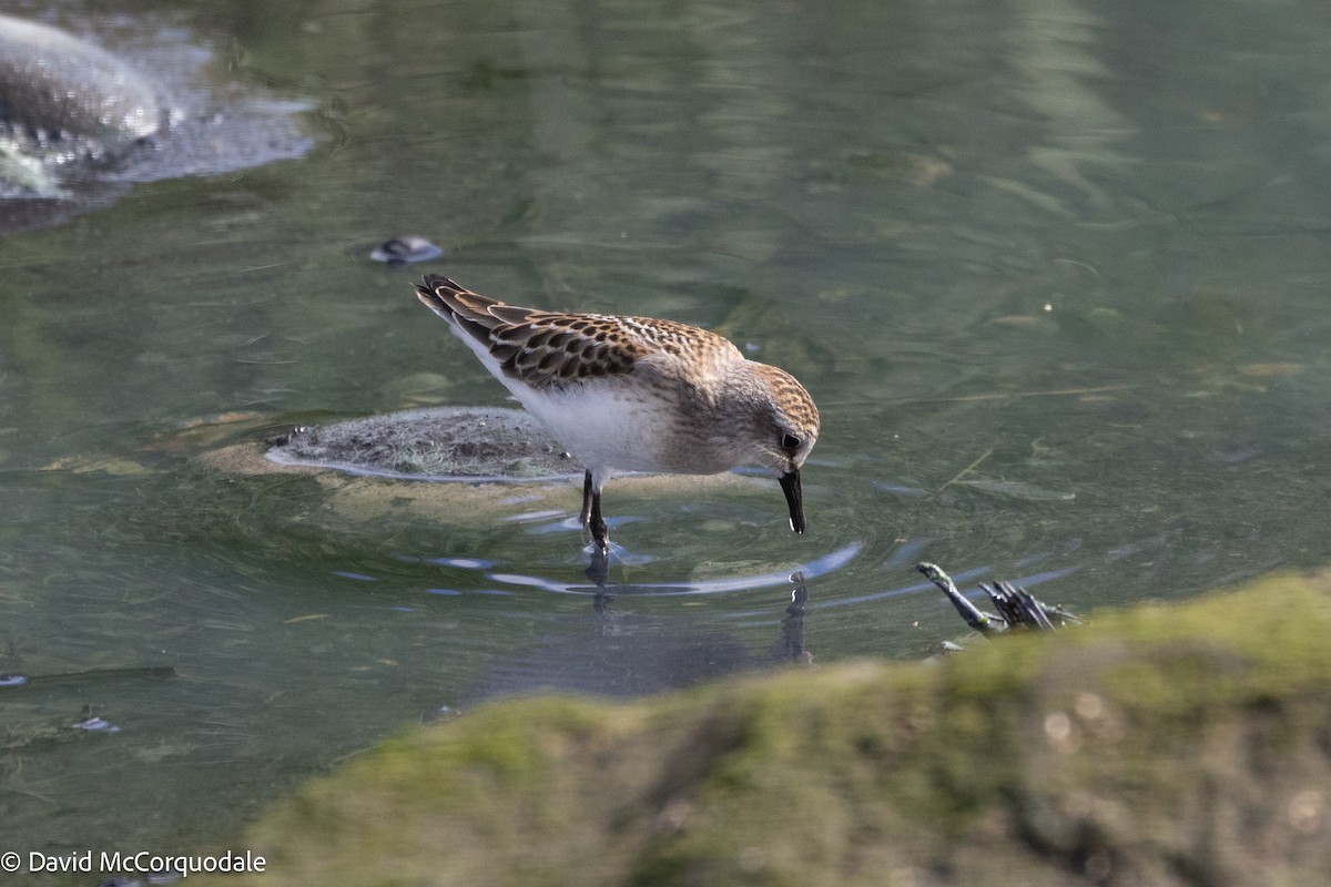Semipalmated Sandpiper - ML641055421