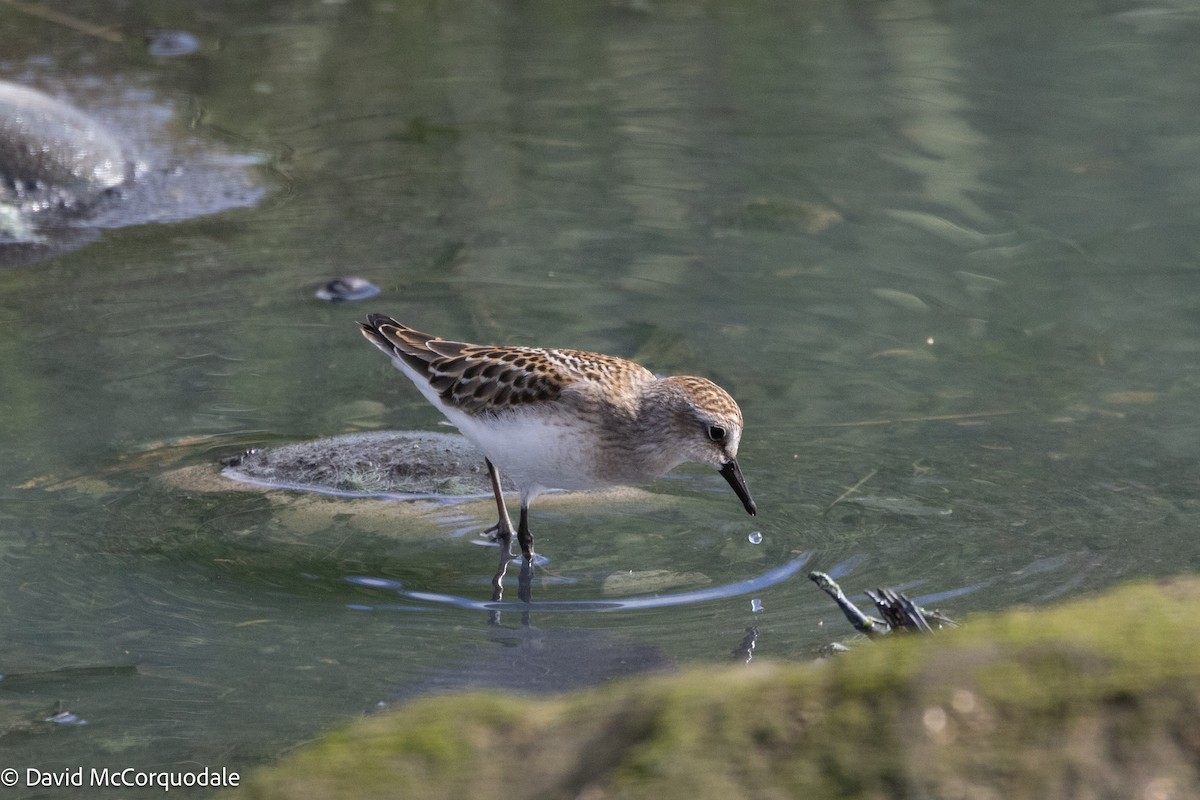 Semipalmated Sandpiper - ML641055422