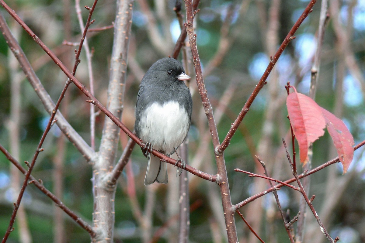 Dark-eyed Junco - ML641055469