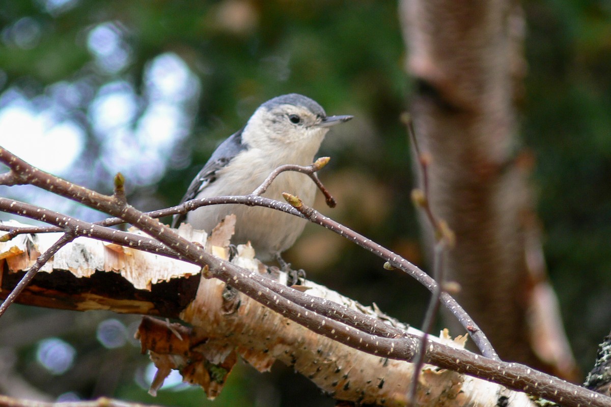 White-breasted Nuthatch - ML641055477