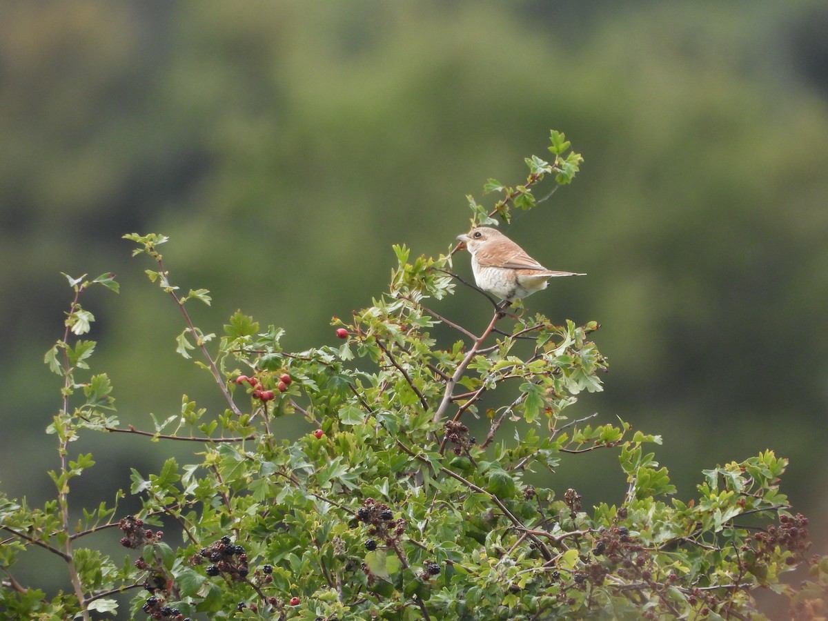 Red-backed Shrike - ML641055489