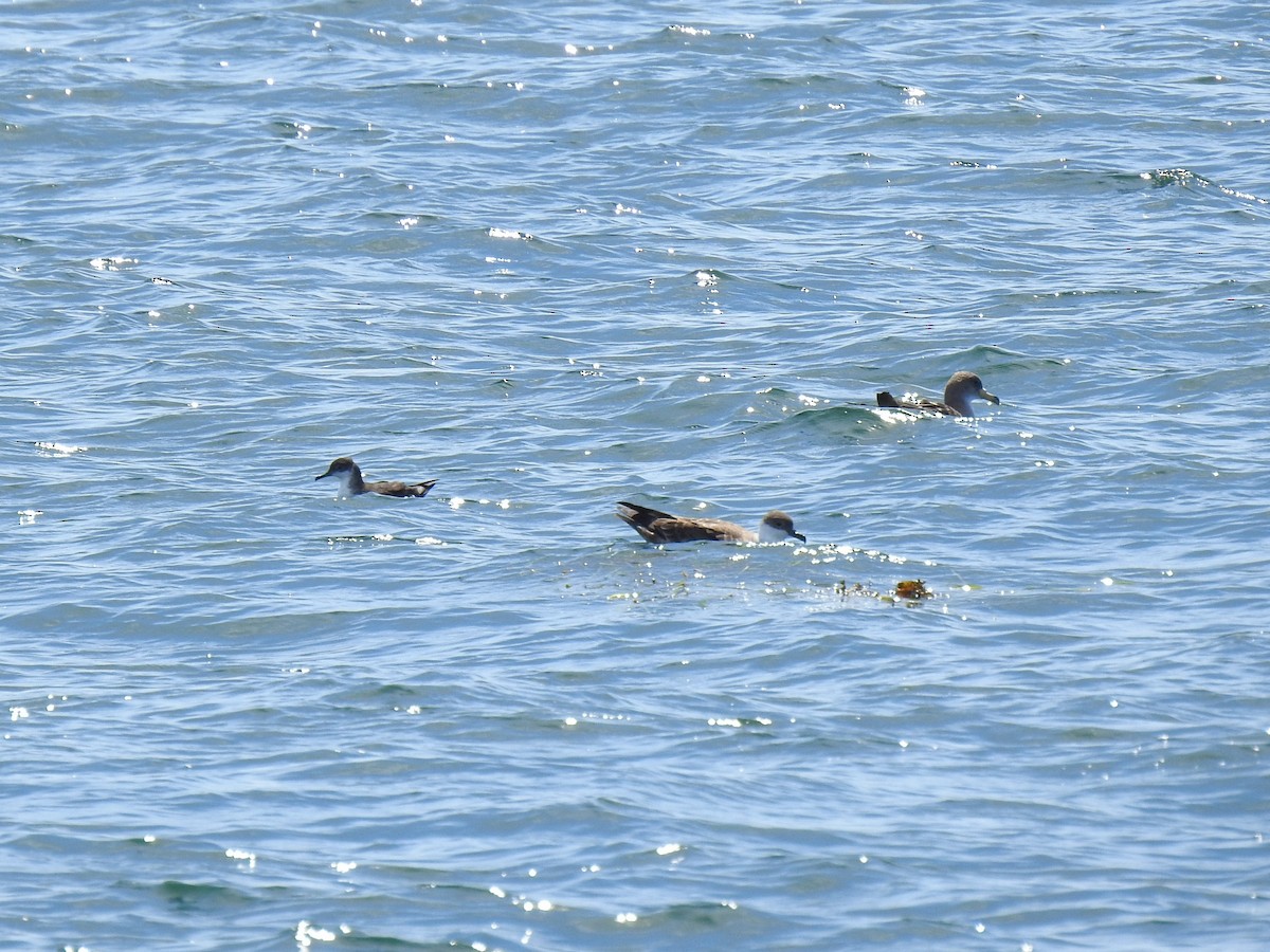 Manx Shearwater - ML641055508