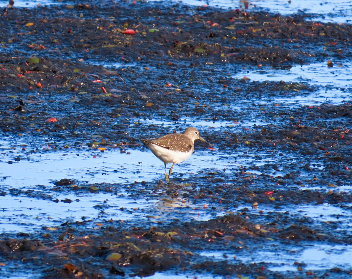 Solitary Sandpiper - ML641055510