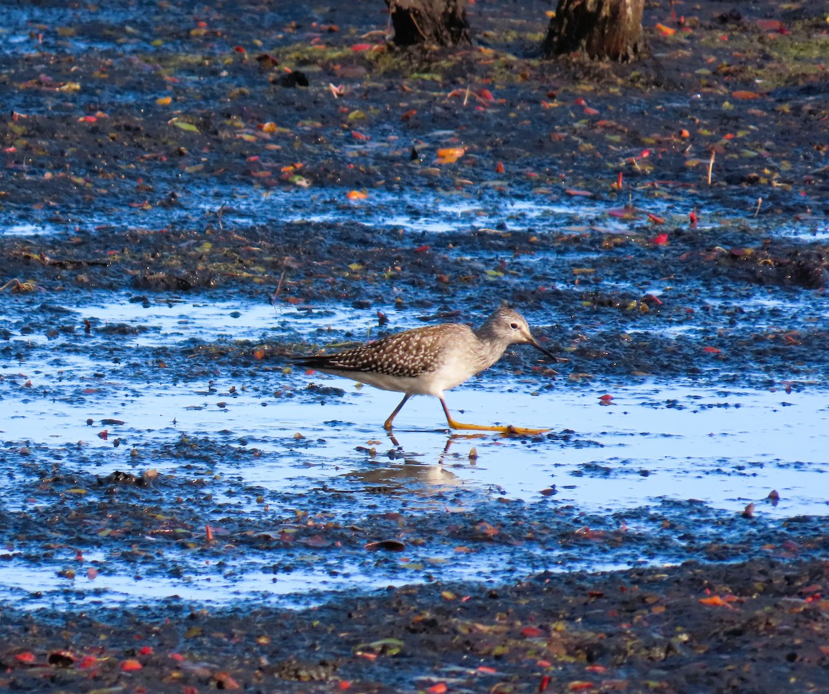 Lesser Yellowlegs - ML641055517
