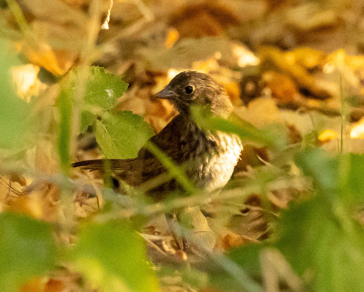 Song Sparrow - ML641055528