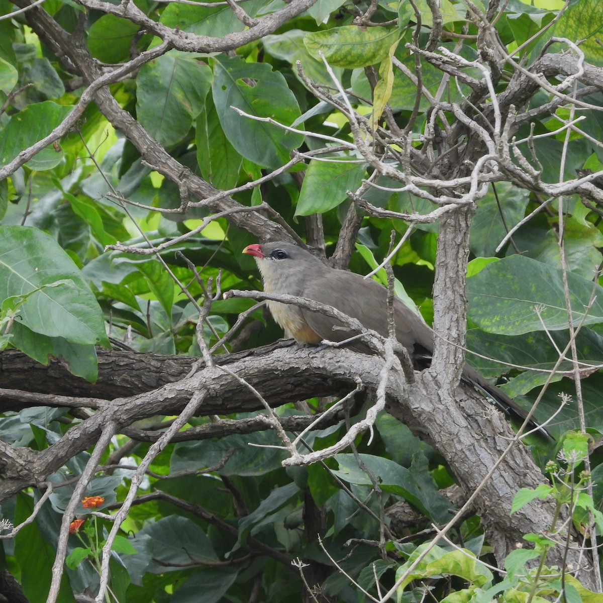 Sirkeer Malkoha - ML641055530
