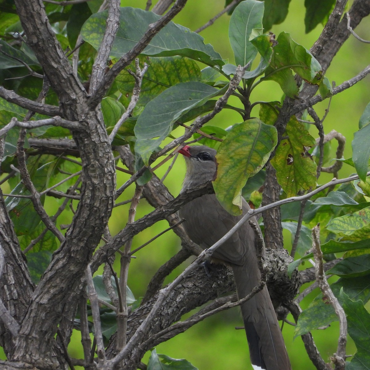 Sirkeer Malkoha - ML641055531