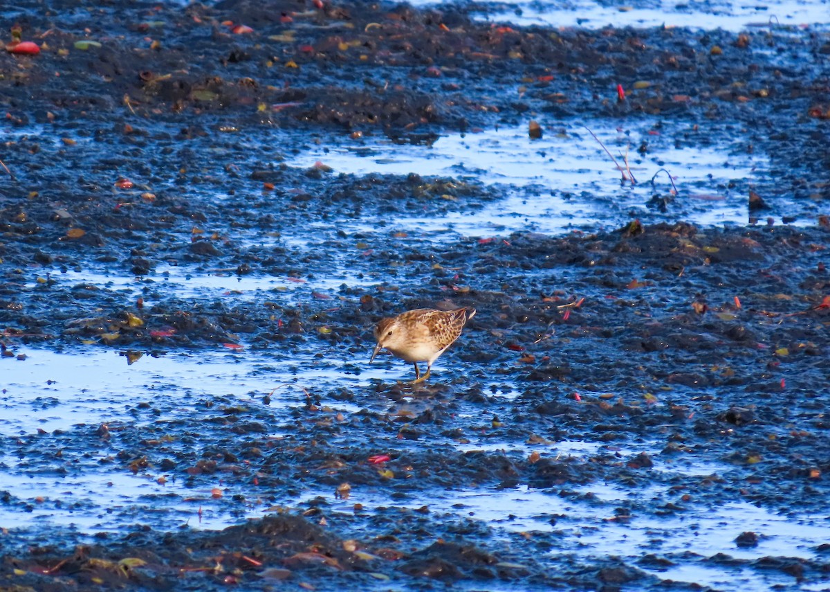 Least Sandpiper - ML641055542