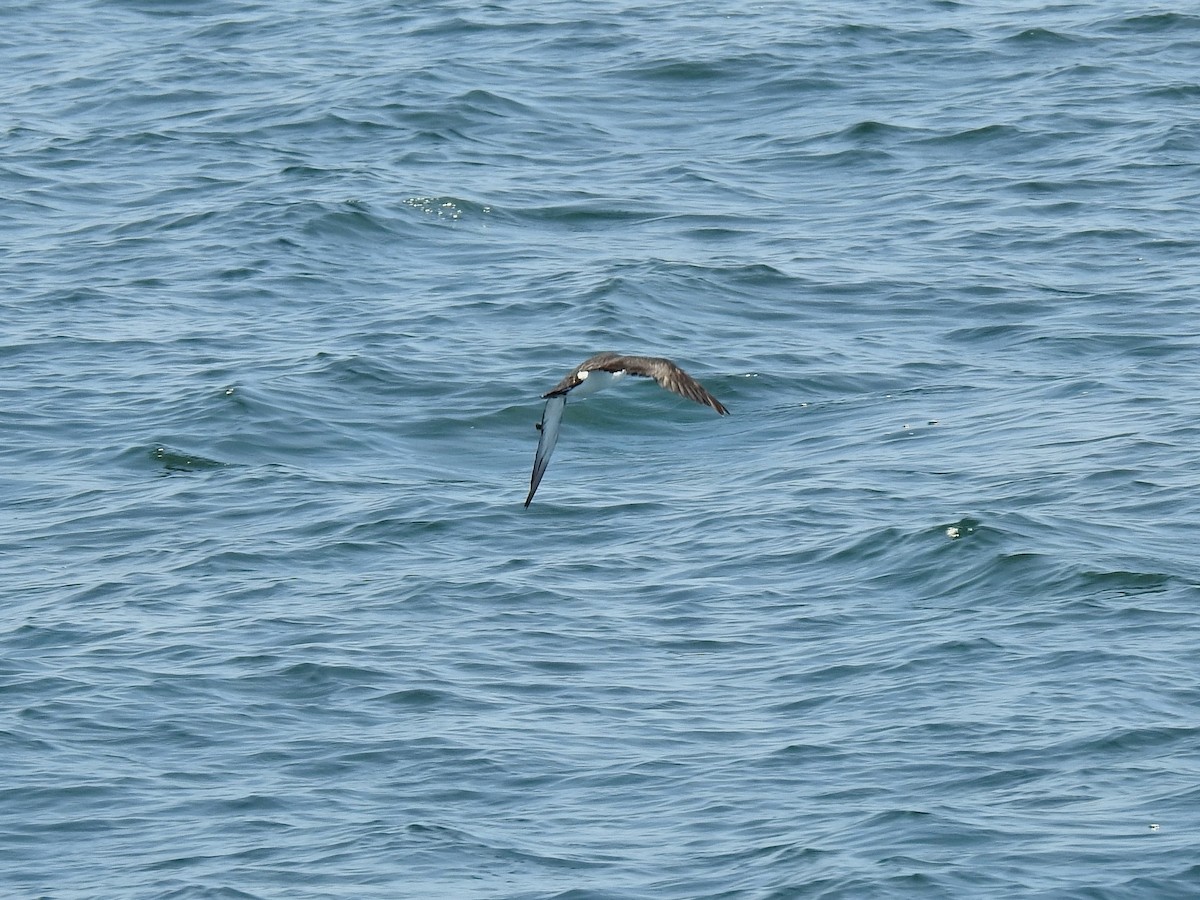 Manx Shearwater - ML641055548