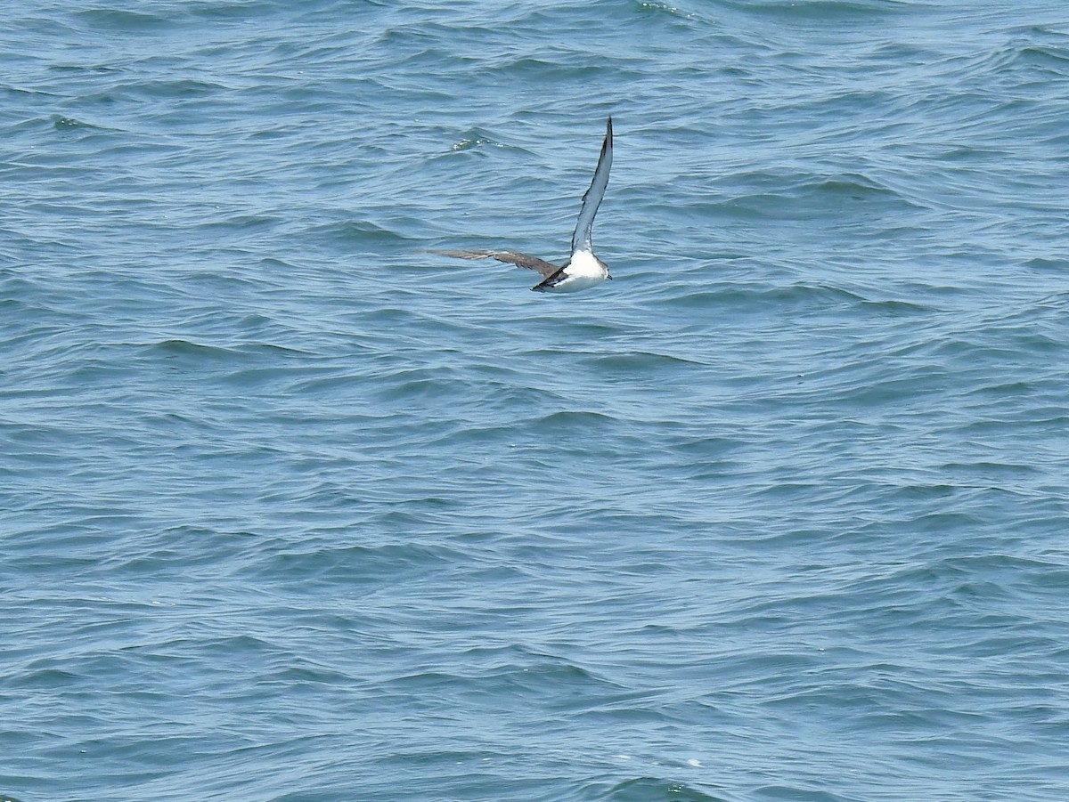 Manx Shearwater - ML641055549