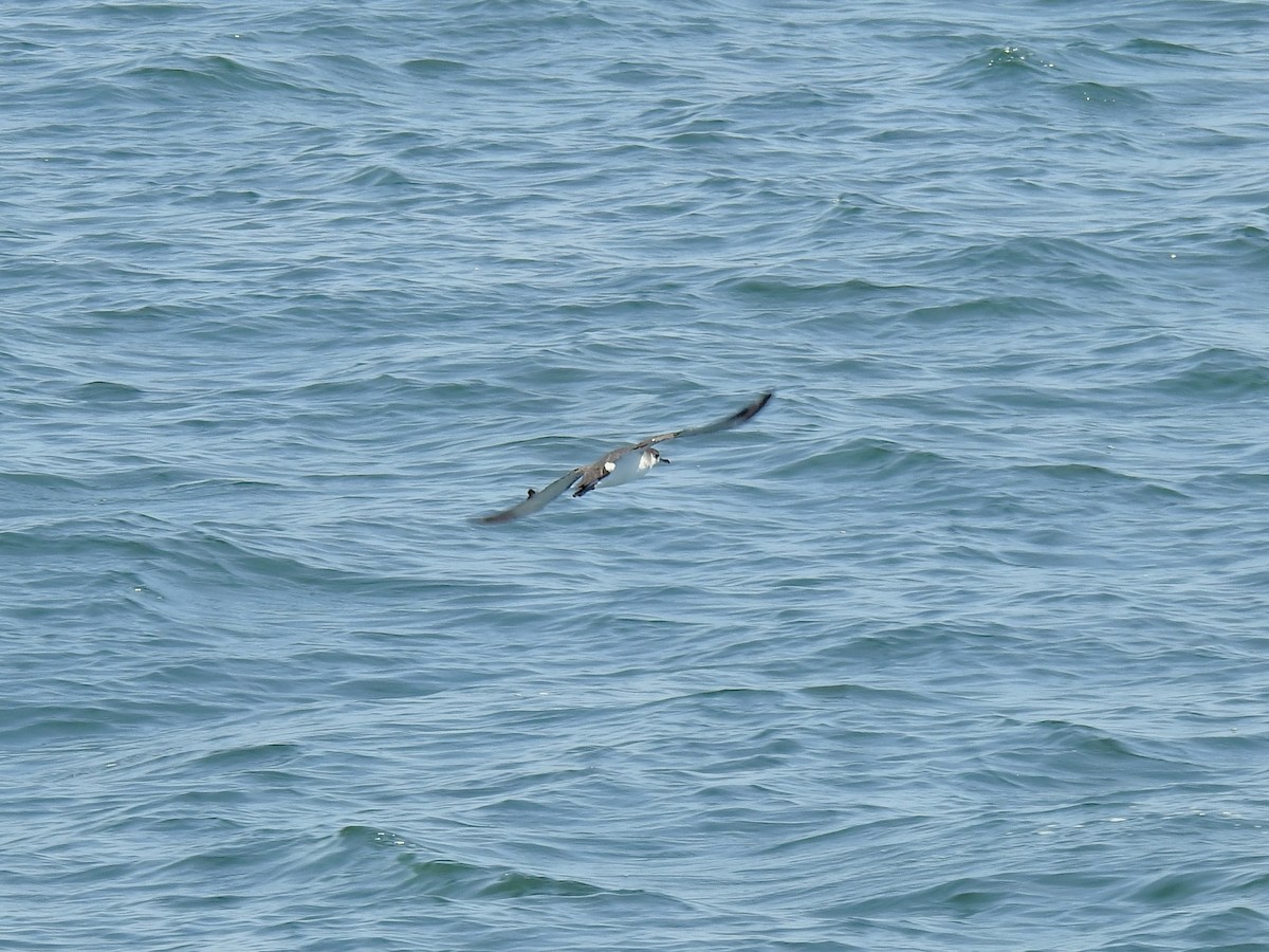 Manx Shearwater - ML641055550