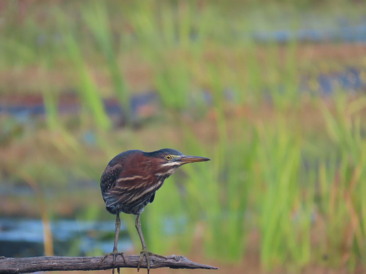 Green Heron - ML641055577