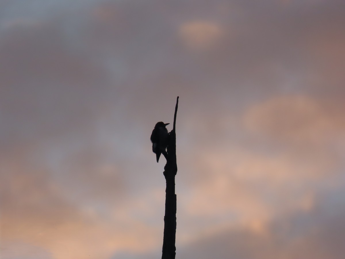 Red-headed Woodpecker - ML641055588