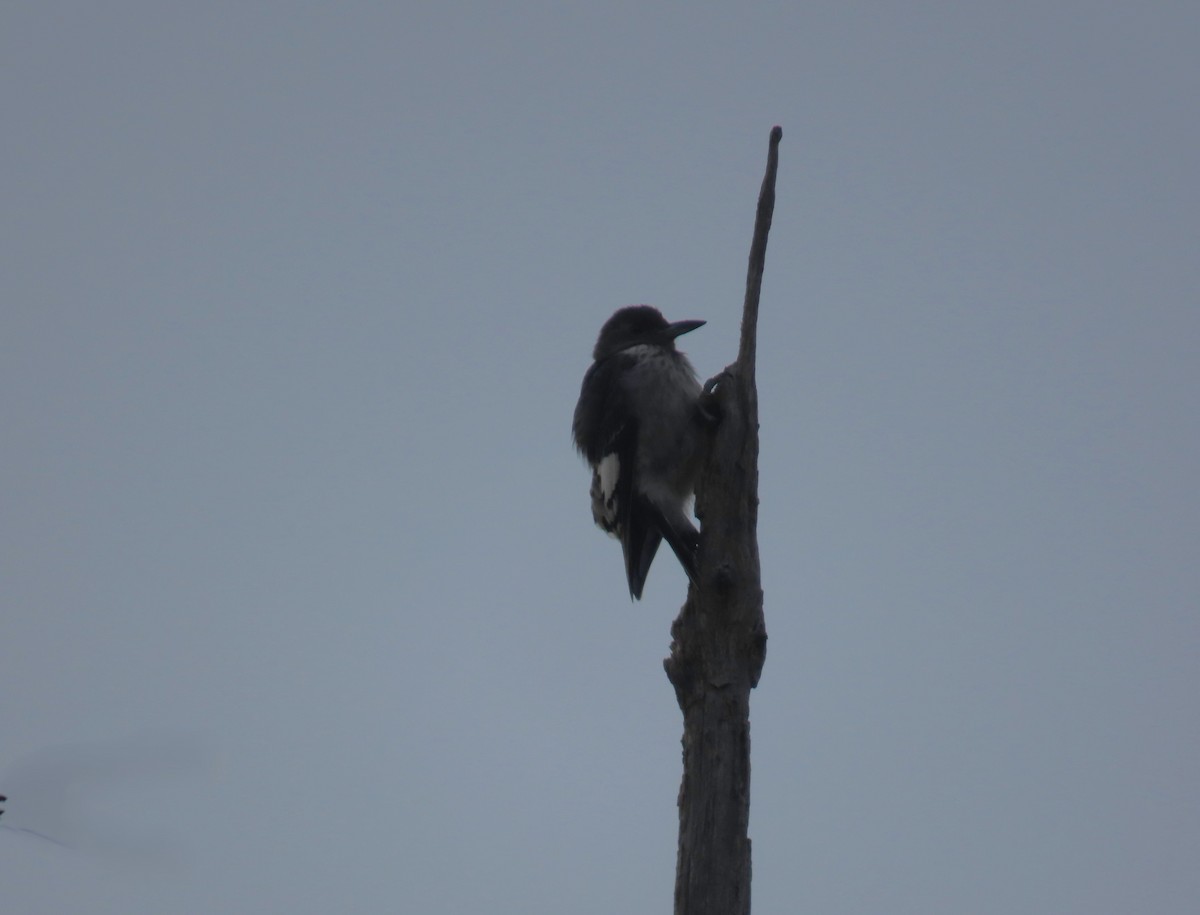 Red-headed Woodpecker - ML641055589