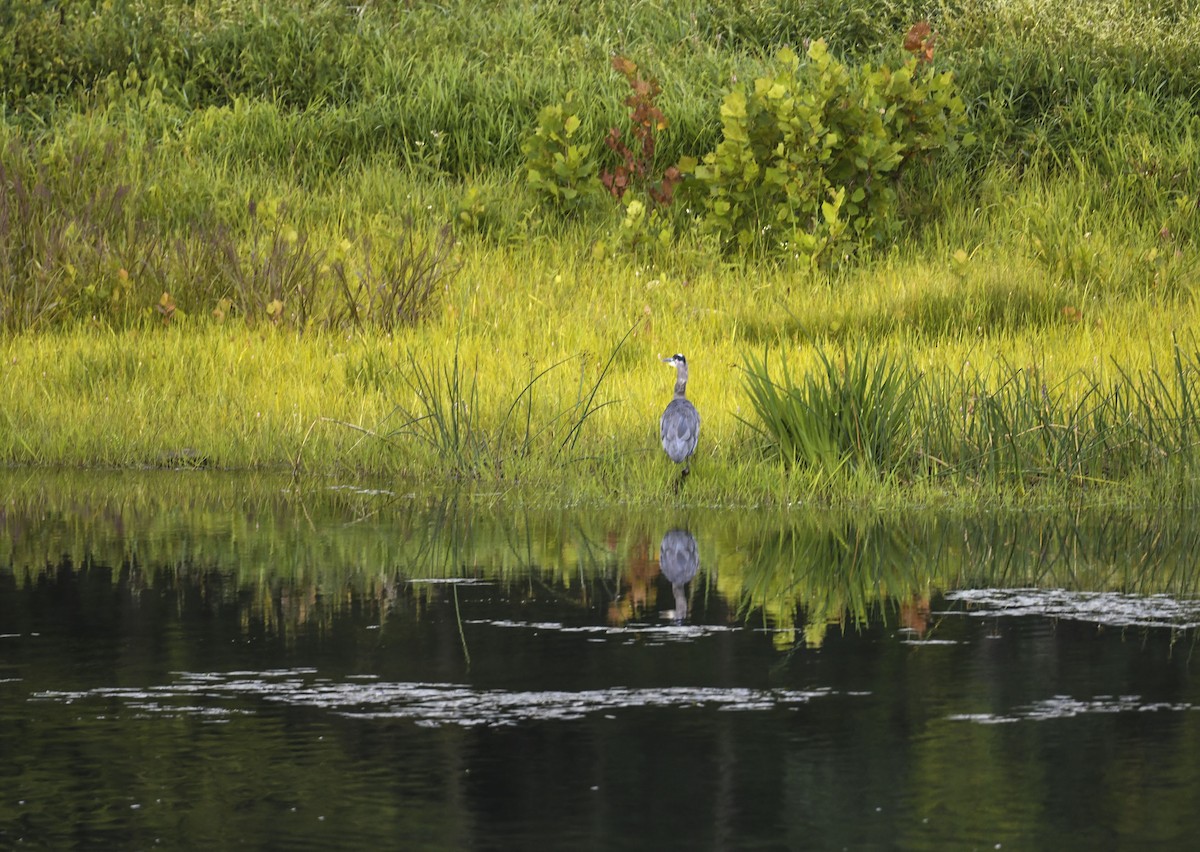 Great Blue Heron - ML641055590