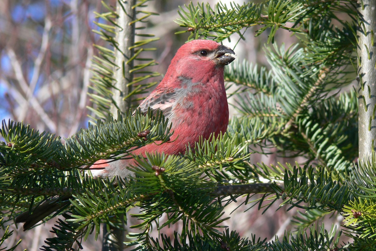 Pine Grosbeak - ML641055595