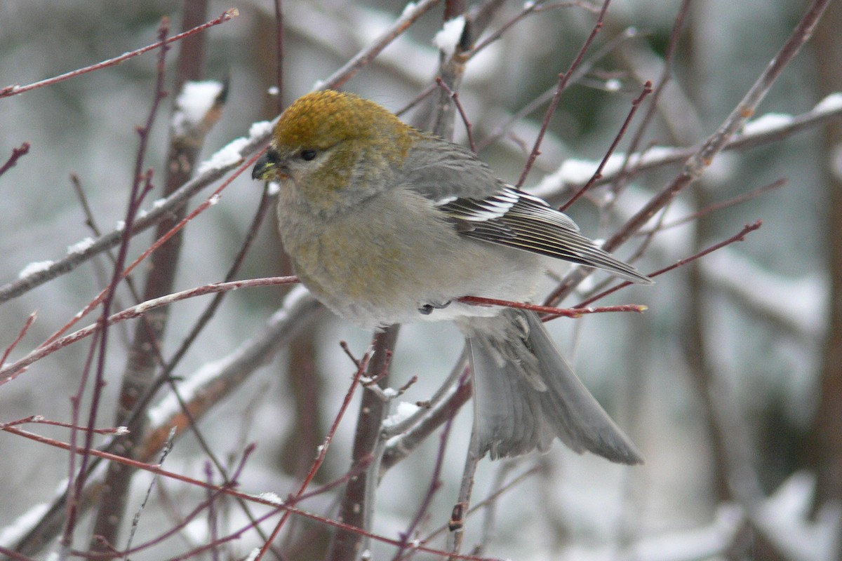 Pine Grosbeak - ML641055631